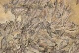 Fossil Fish (Gosiutichthys) Puddle - Wyoming #228936-1